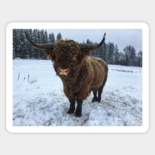 Scottish Highland Cattle Bull 2207 Sticker